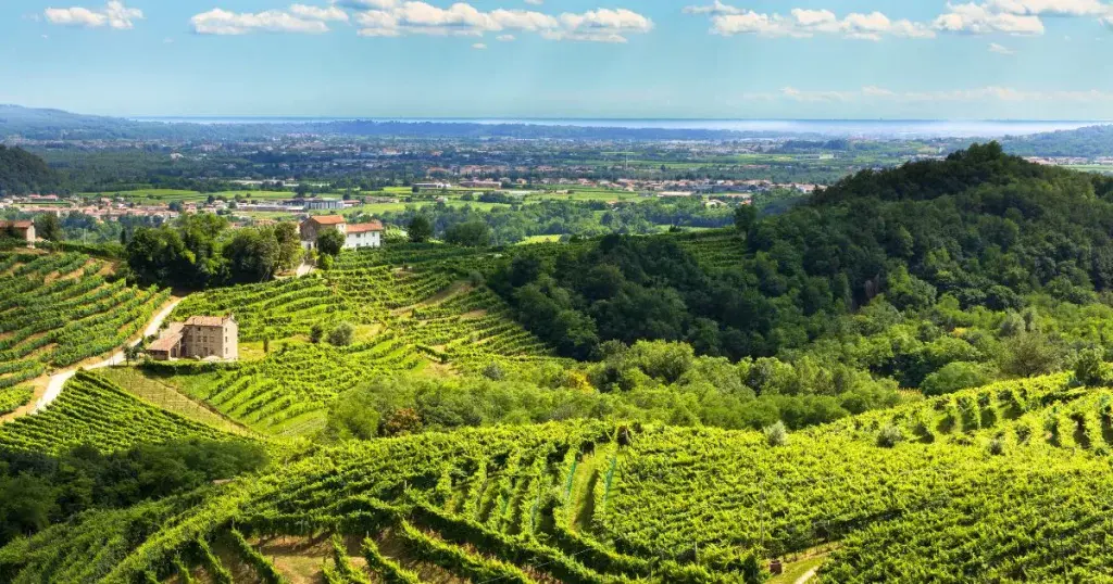 Vineyard landscape in Verona, Italy, showcasing lush green rows of grapevines on rolling hills.